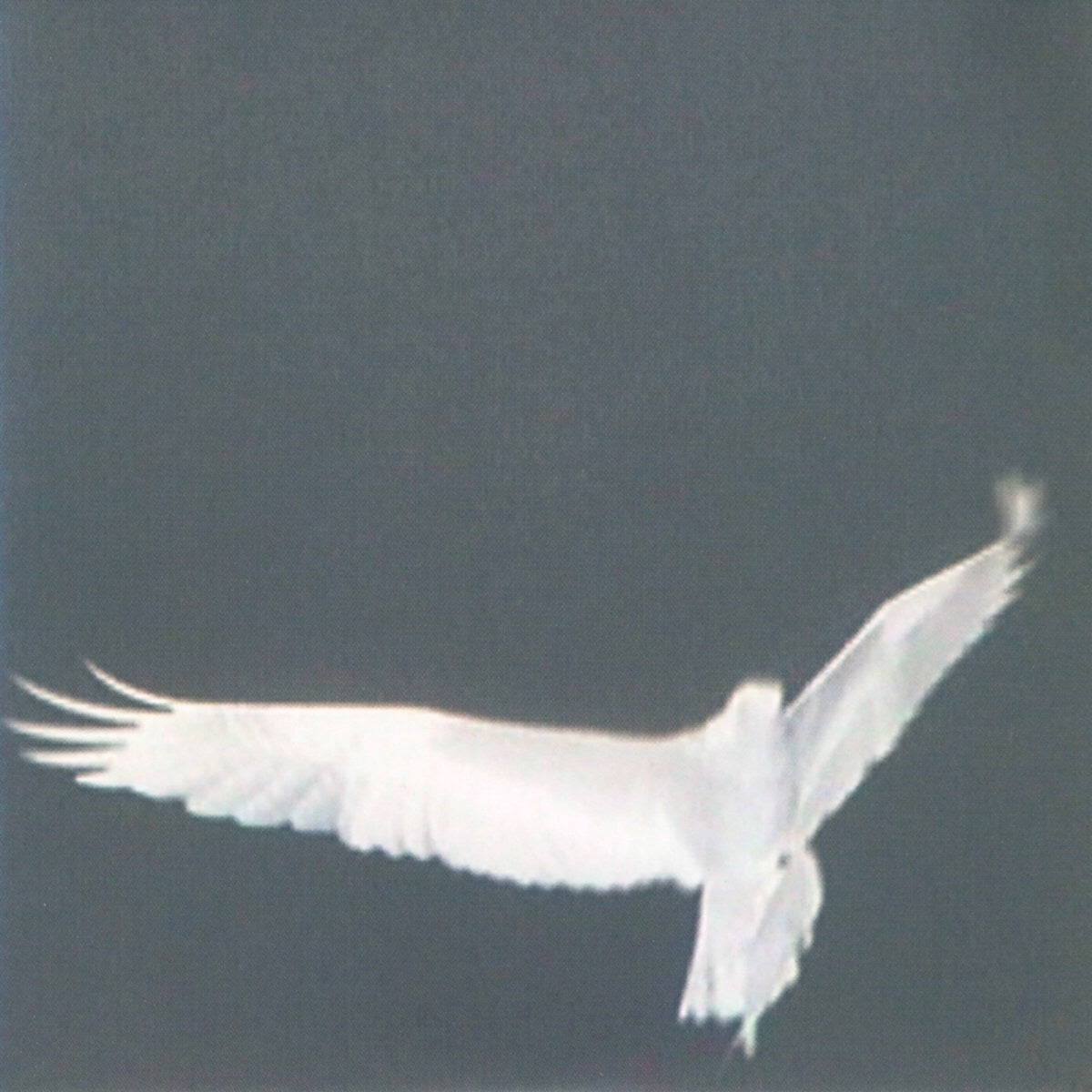 Bardo Pond - Adrop / Circuit VIII
