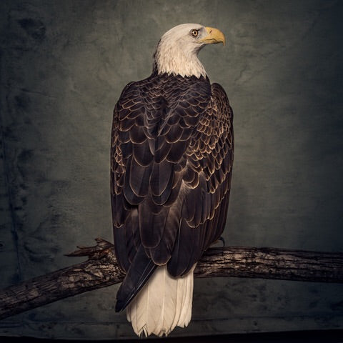 Clutch - Book of Bad Decisions (Standard)